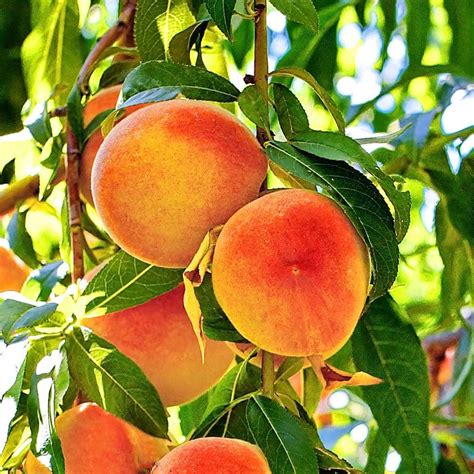 are red globe peaches similar to red haven peach